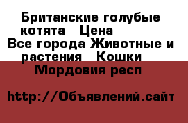 Британские голубые котята › Цена ­ 5 000 - Все города Животные и растения » Кошки   . Мордовия респ.